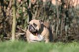 BULLDOG ANGLAIS 109
